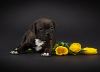 /album/shhenki/kapushka-2-jpg/